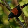 Lalocnik sedlaty - Philesturnus rufusater - North Island Saddleback - tieke 5408